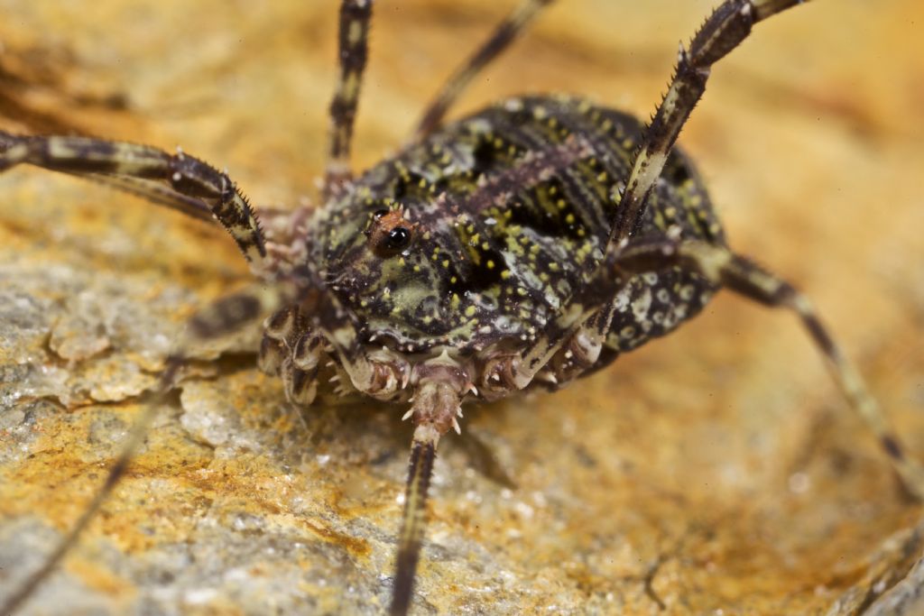 Lacinius dentiger  (Phalangiidae)